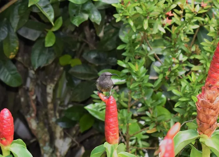 Alpstuga Sunbird Anse Boileau