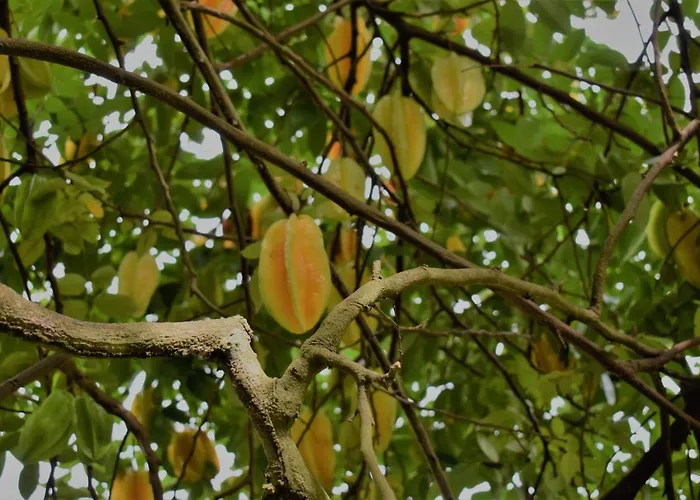 Sunbird Anse Boileau