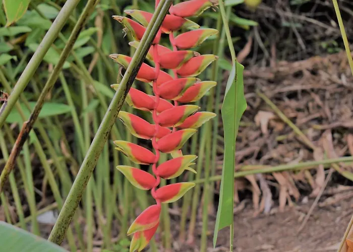 Sunbird Alpstuga